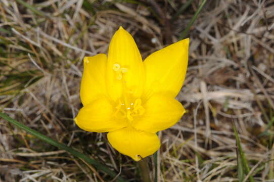 Image of Zephyranthes longistyla Pax