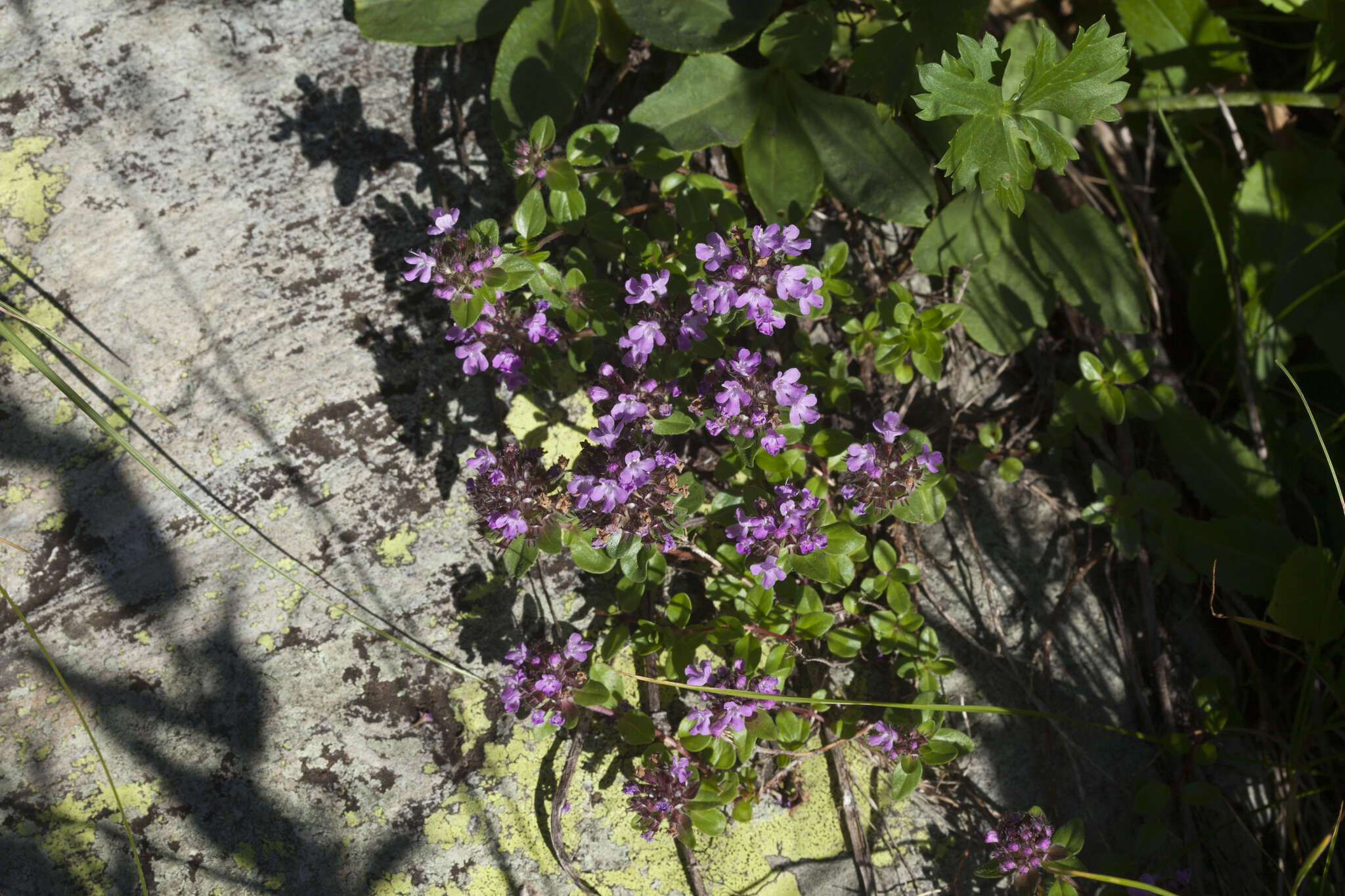 Image of Thymus nummularius M. Bieb.