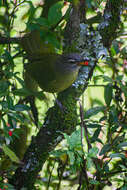 Arizelocichla milanjensis (Shelley 1894)的圖片