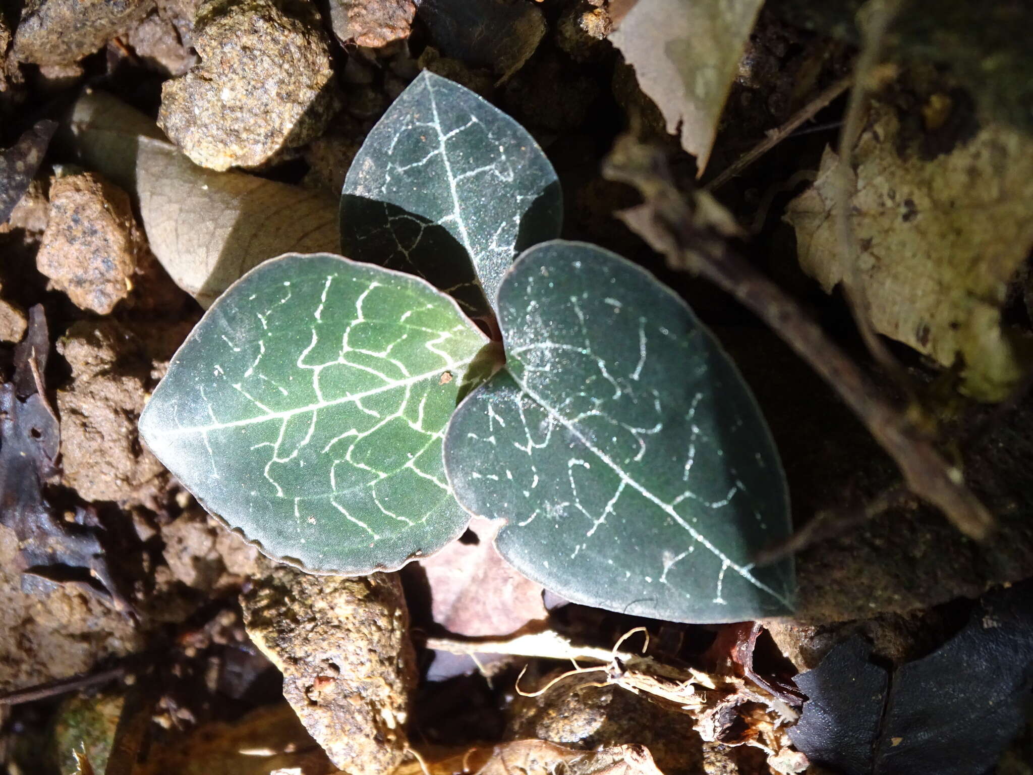 Image of Anoectochilus formosanus Hayata