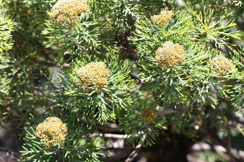 Image of Hymenolepis crithmifolia (L.) Greuter, M. V. Agab. & Wagenitz