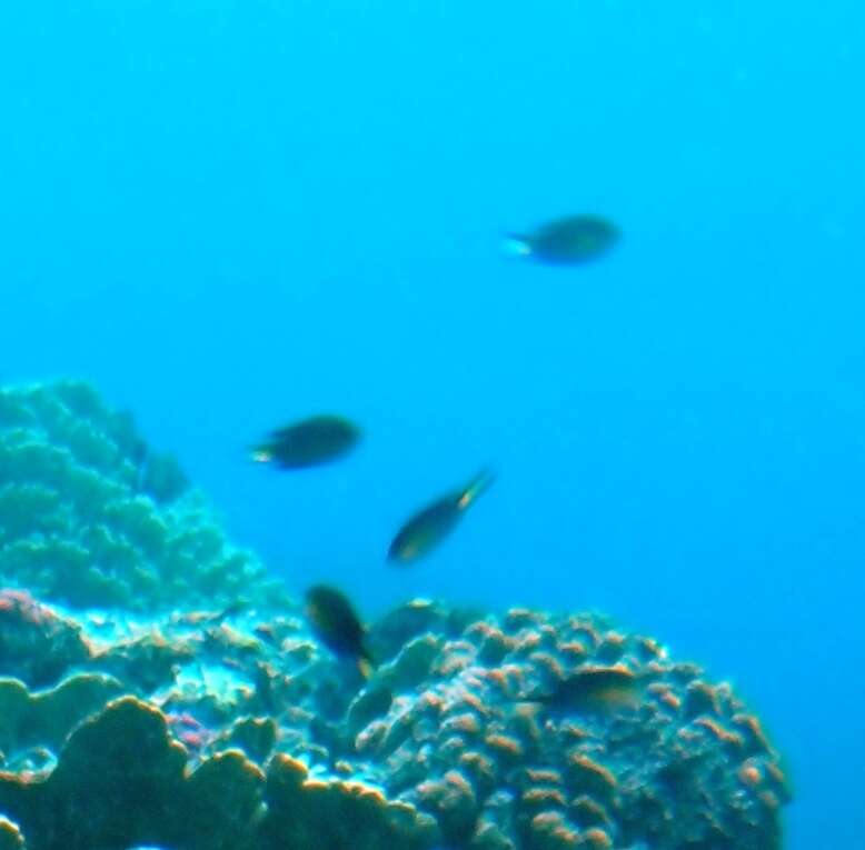 Image of Blacktail chromis