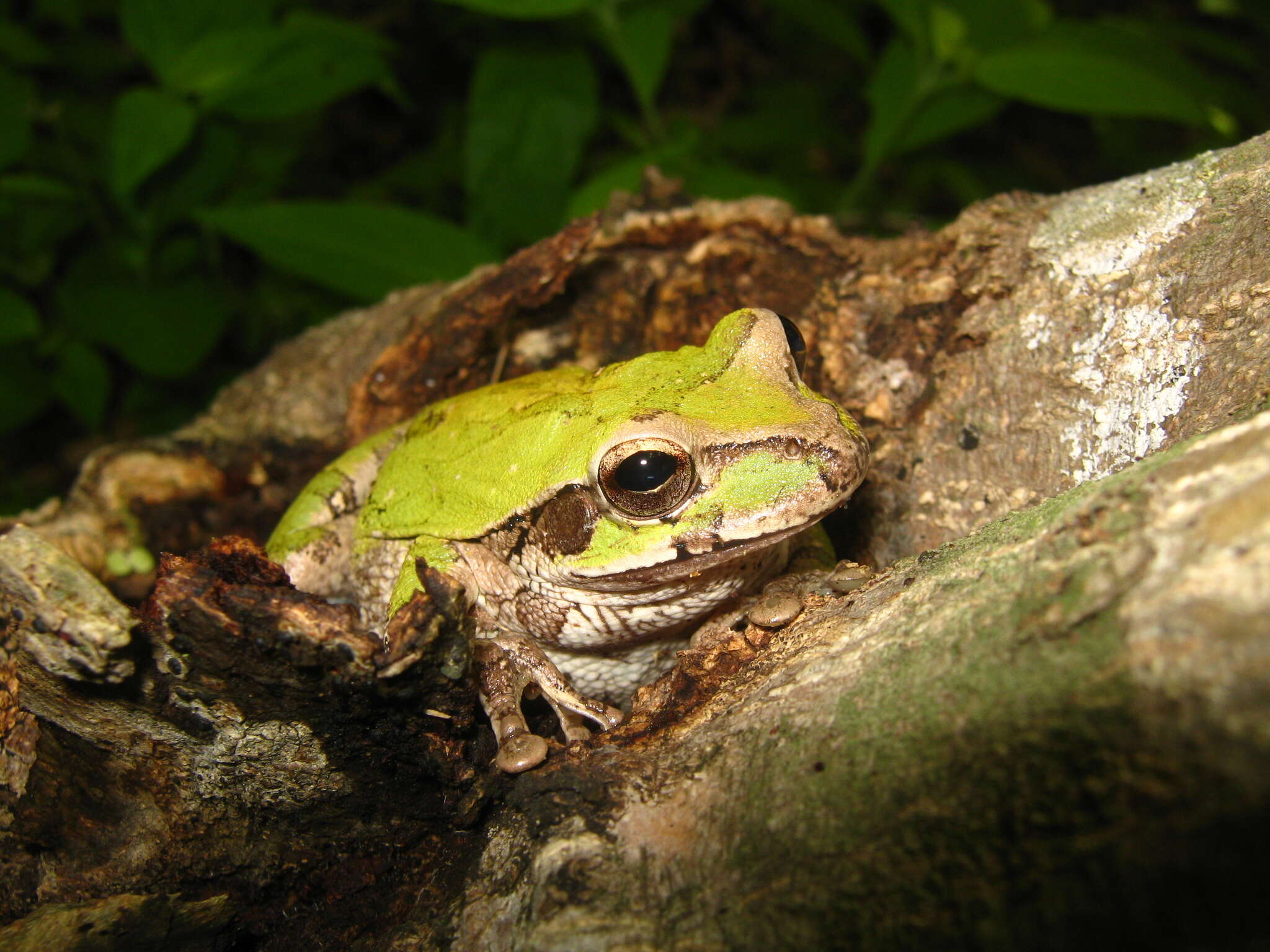 Image of Baudin's Treefrog