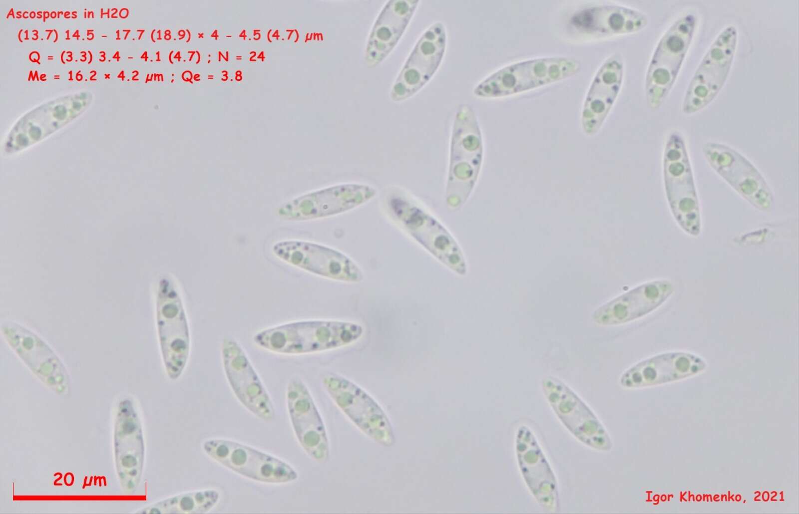 Image of Ombrophila rivulorum Velen. 1934