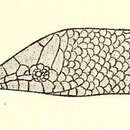 Sivun Chalcides pentadactylus (Beddome 1870) kuva