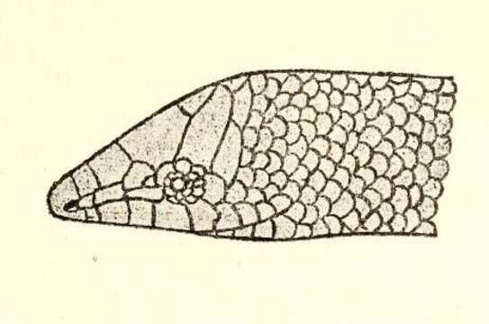 Plancia ëd Chalcides pentadactylus (Beddome 1870)