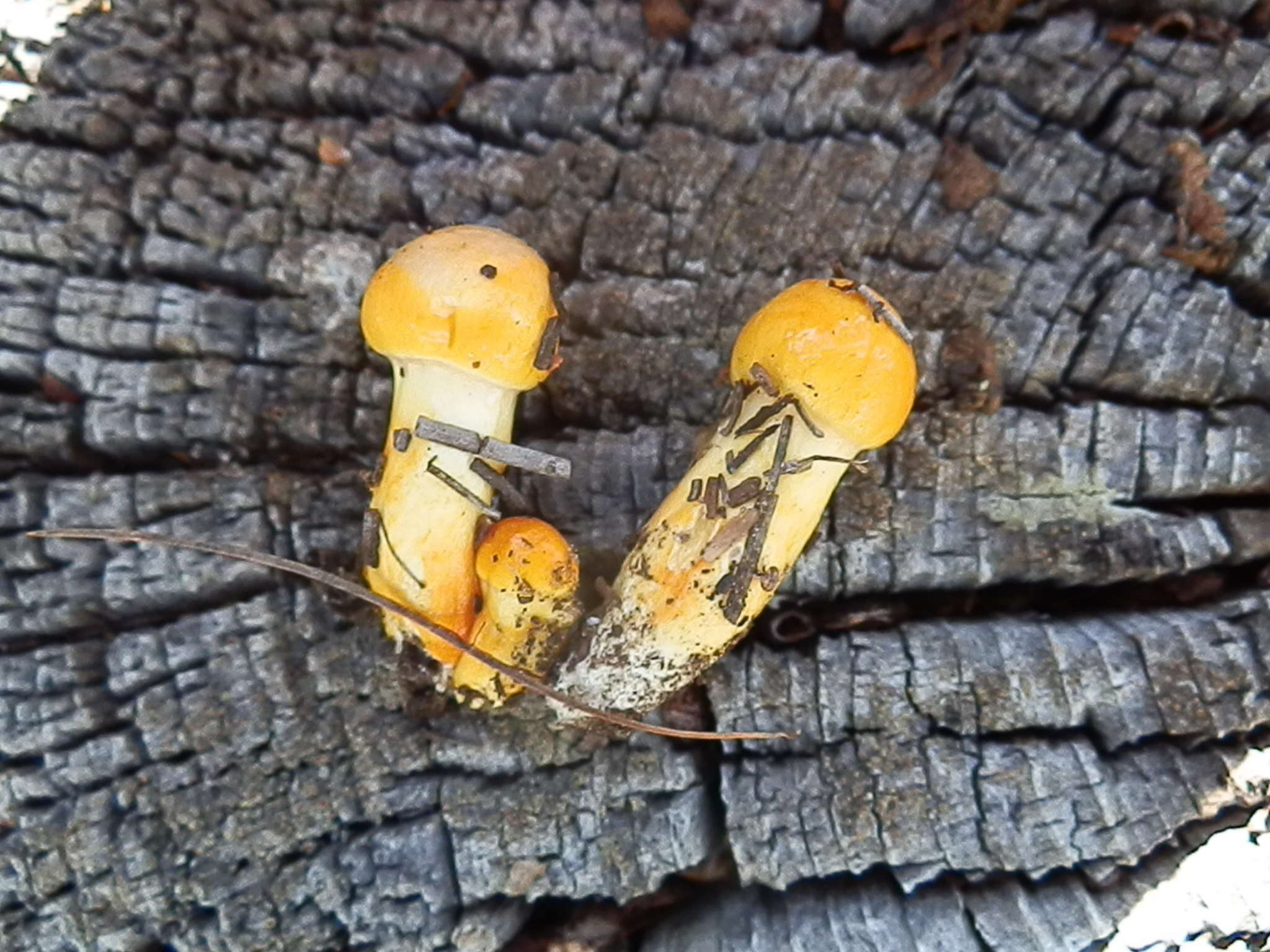 Image of Hygrophorus siccipes A. H. Sm. & Hesler 1954