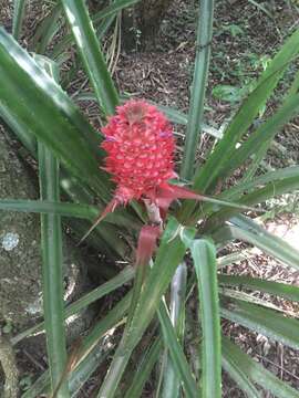 Image of Ananas comosus var. bracteatus (Lindl.) Coppens & F. Leal