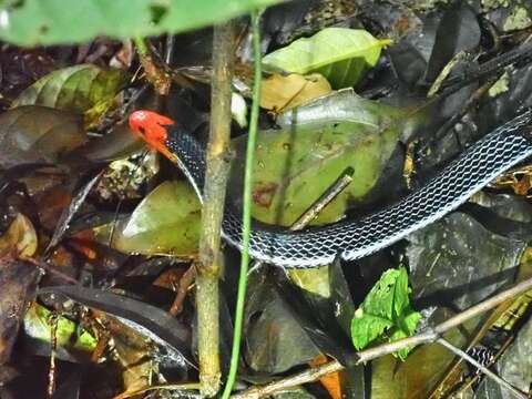 Image of Blue Coral Snake