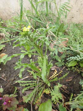 Image of bushy wallflower