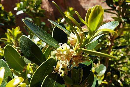 Image of Balearic boxwood