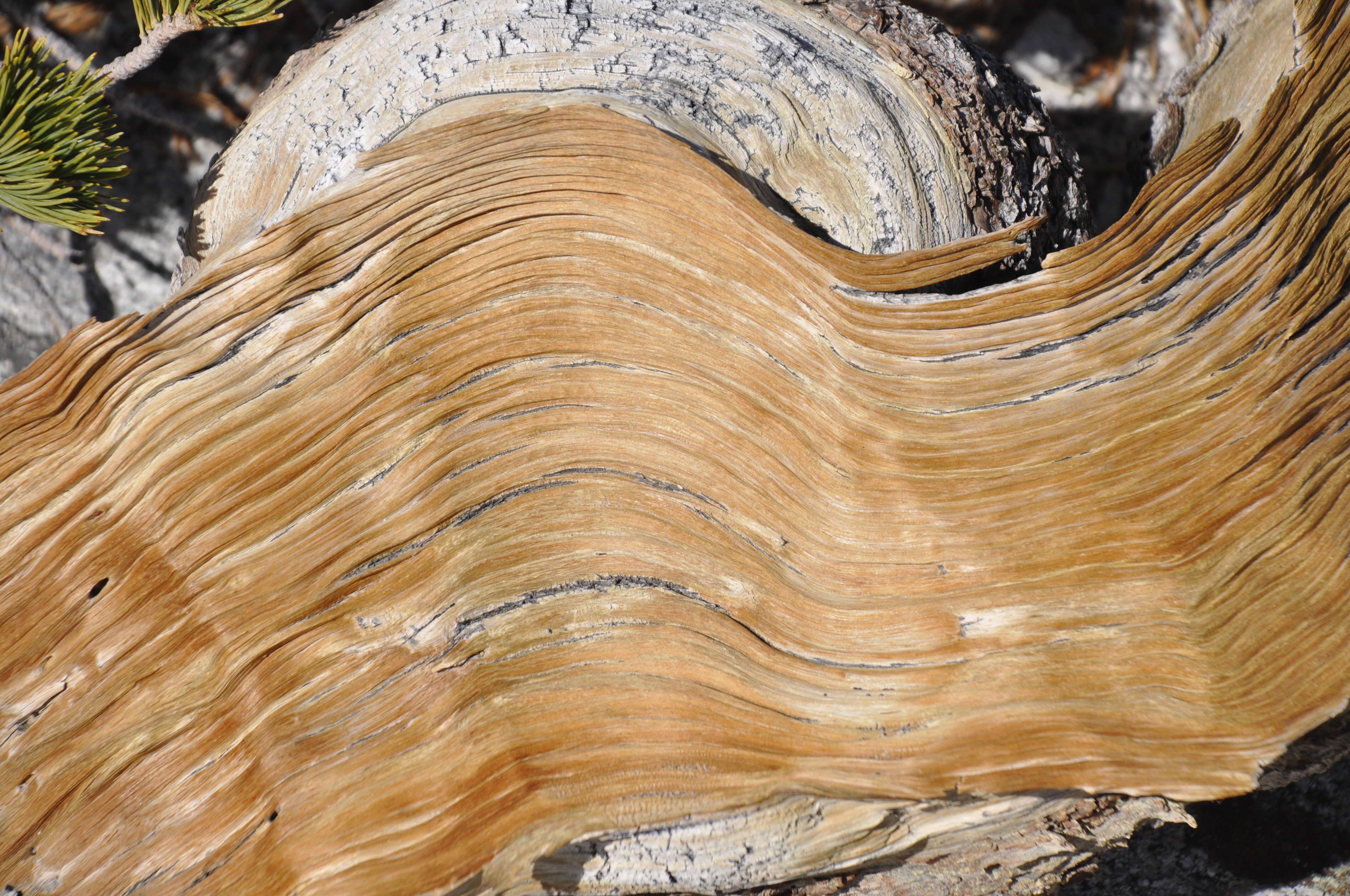 Image of whitebark pine