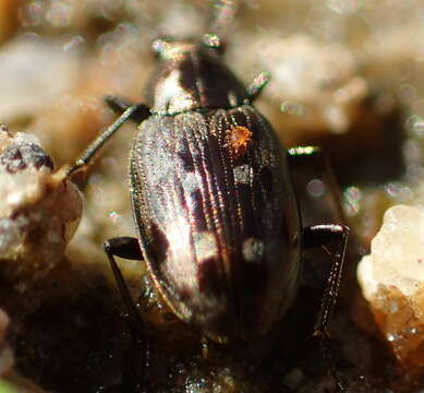 Image of Bembidion (Bracteon) levettei Casey 1918