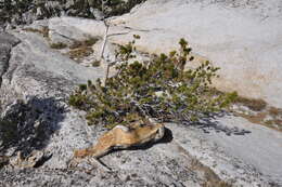 Image of whitebark pine