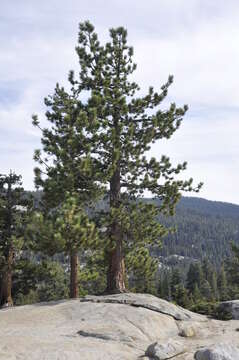 Image of Jeffrey Pine