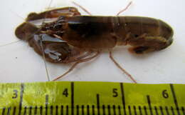 Image of brownbar snapping shrimp