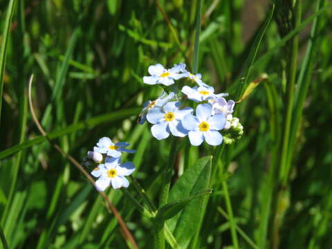 Image of true forget-me-not