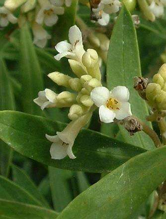 Image of Flax-Leaved Daphne