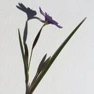 Image of western blue-eyed grass