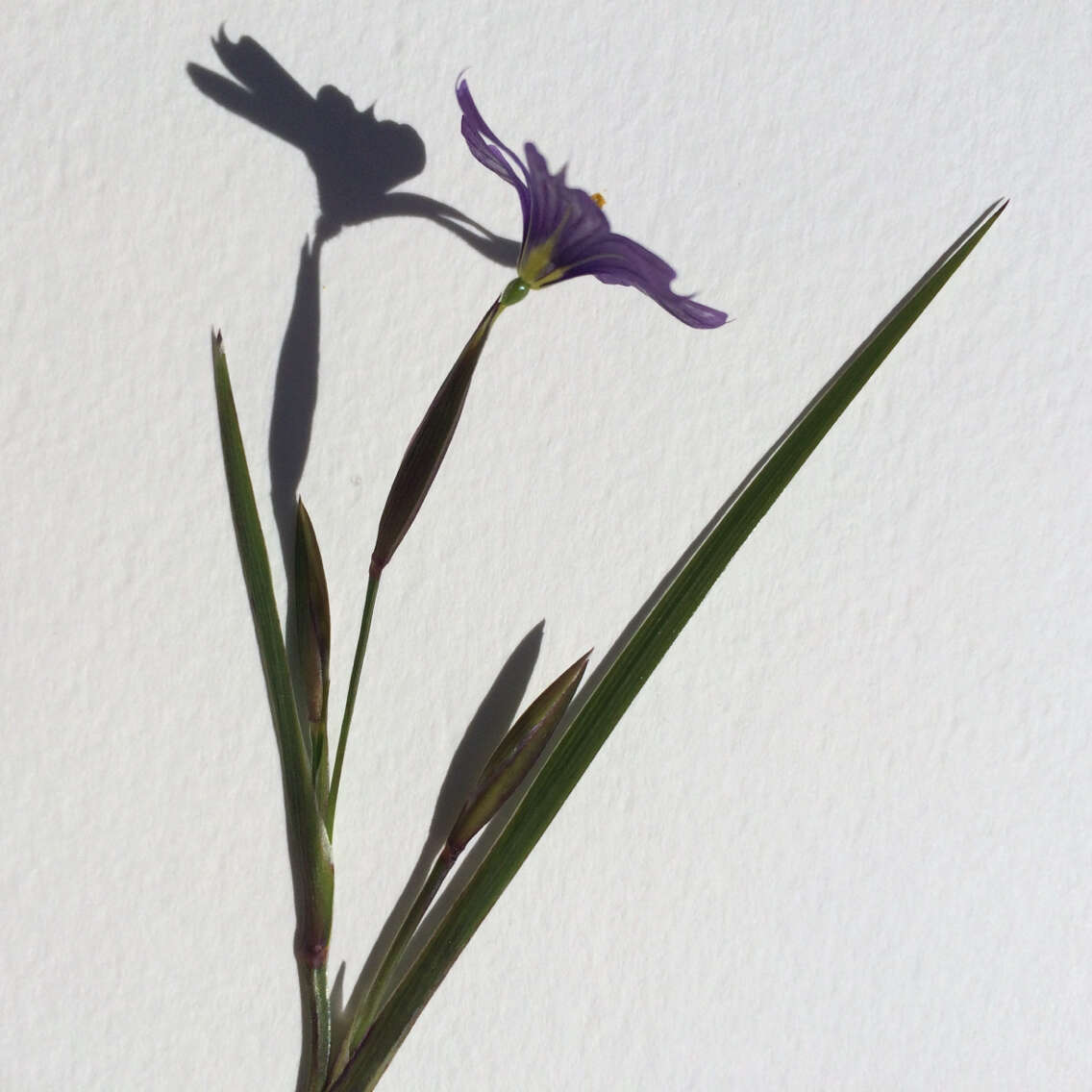 Image of western blue-eyed grass