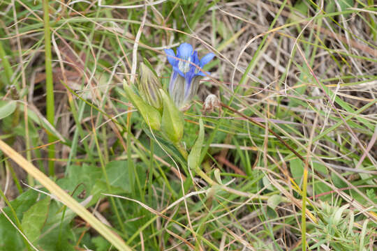 Image of Parry's gentian