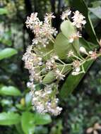 Слика од Photinia raupingensis K. C. Kuan