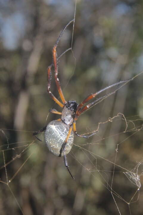 صورة Trichonephila sexpunctata (Giebel 1867)