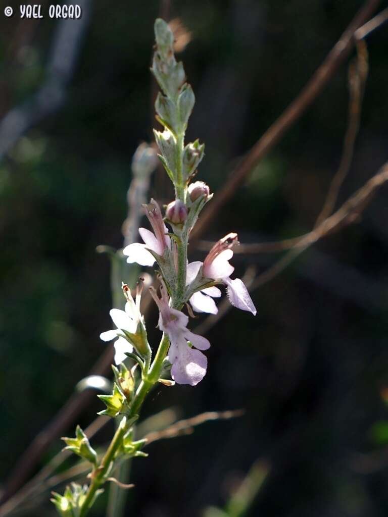 Image of Teucrium creticum L.