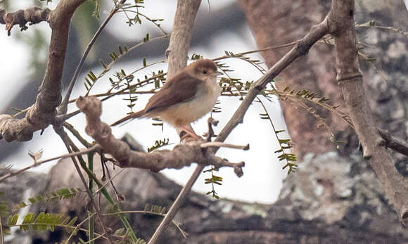 Image of Rufous Cisticola