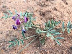 Image of gravel milkvetch