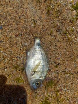 Image of Moroccan white seabream