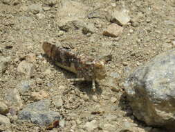 Image of Shasta Grasshopper