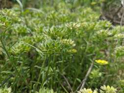 Слика од Alyssum umbellatum Desv.