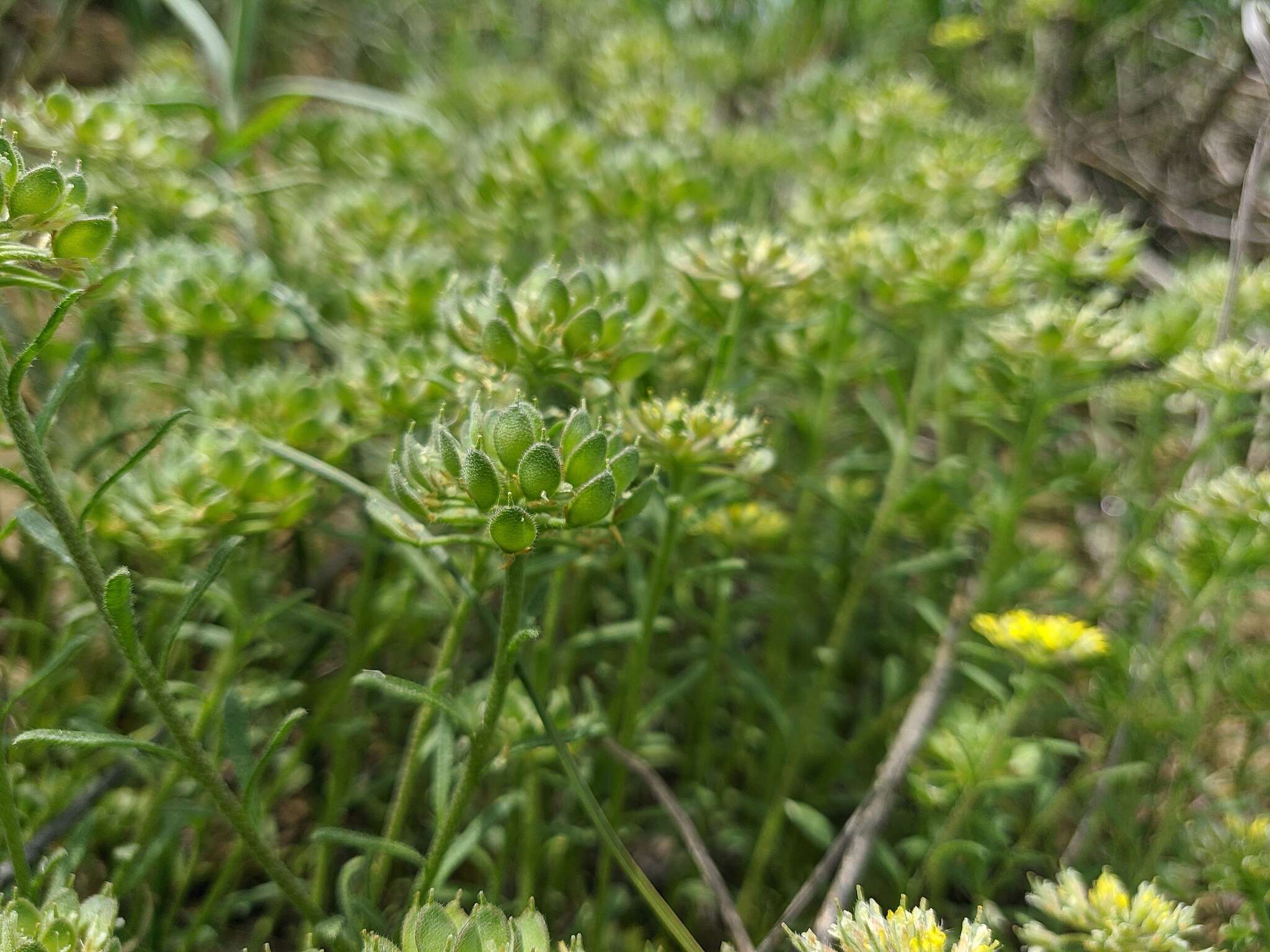 Слика од Alyssum umbellatum Desv.