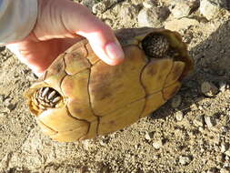 Image of Karroo Tortoise