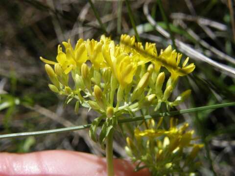 Image of Sebaea aurea (L. fil.) Sm.