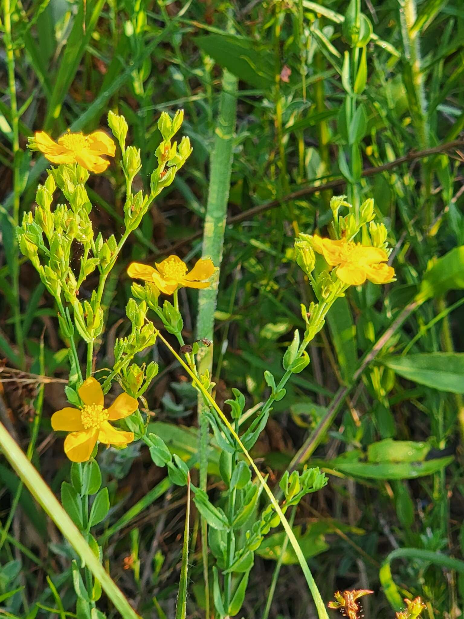 Image of coppery St. Johnswort