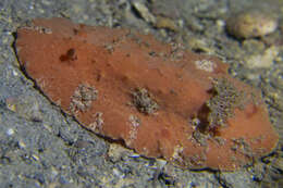 Image of Red lattice slug