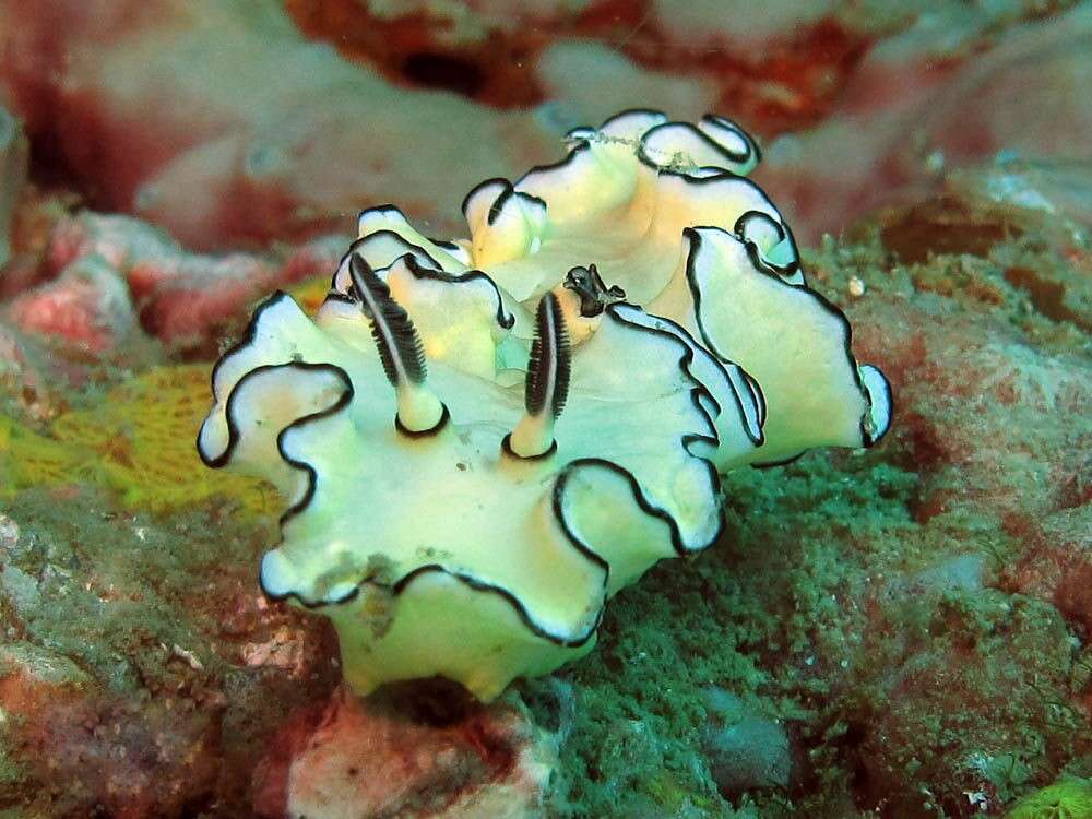 Image of Black margined slug