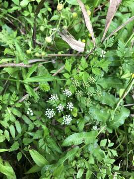 Image of Java waterdropwort