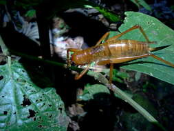 Image of Melanonotus powellorum Rentz & D. C. F. 1975