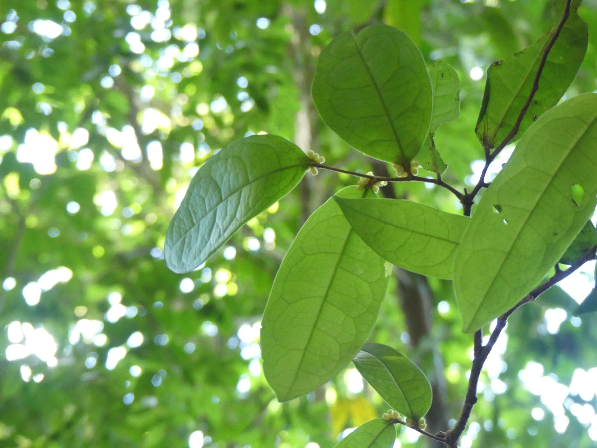 Tapura guianensis Aubl. resmi