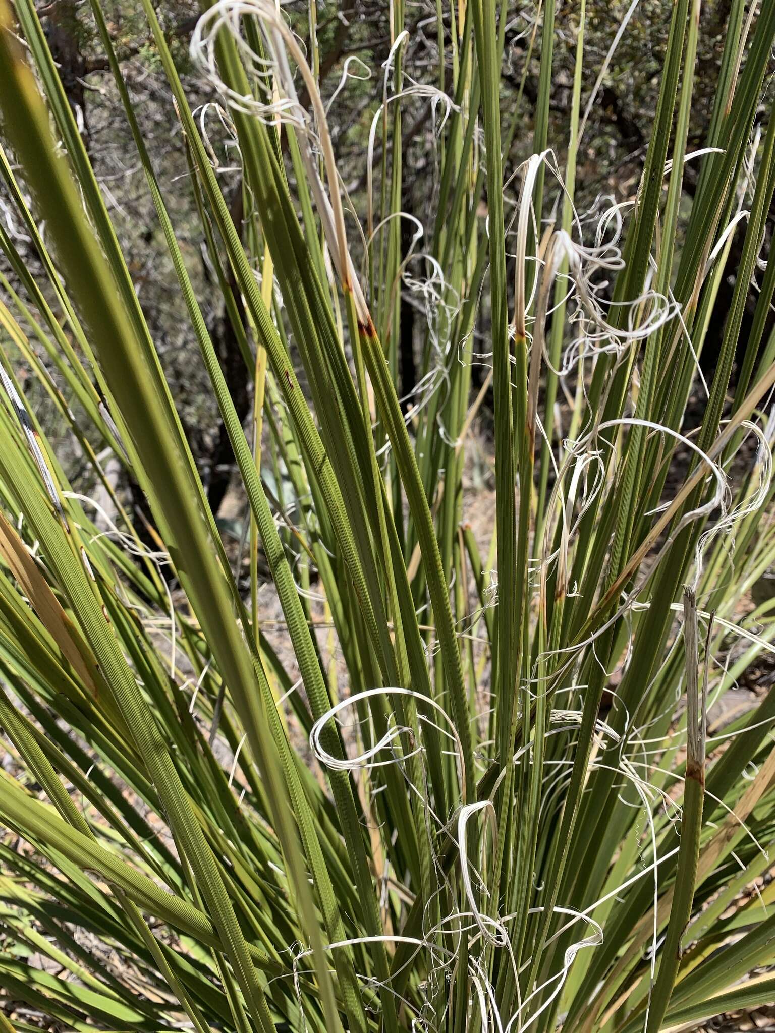 Image of foothill beargrass