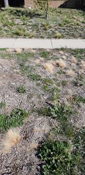 Image of serrated tussock