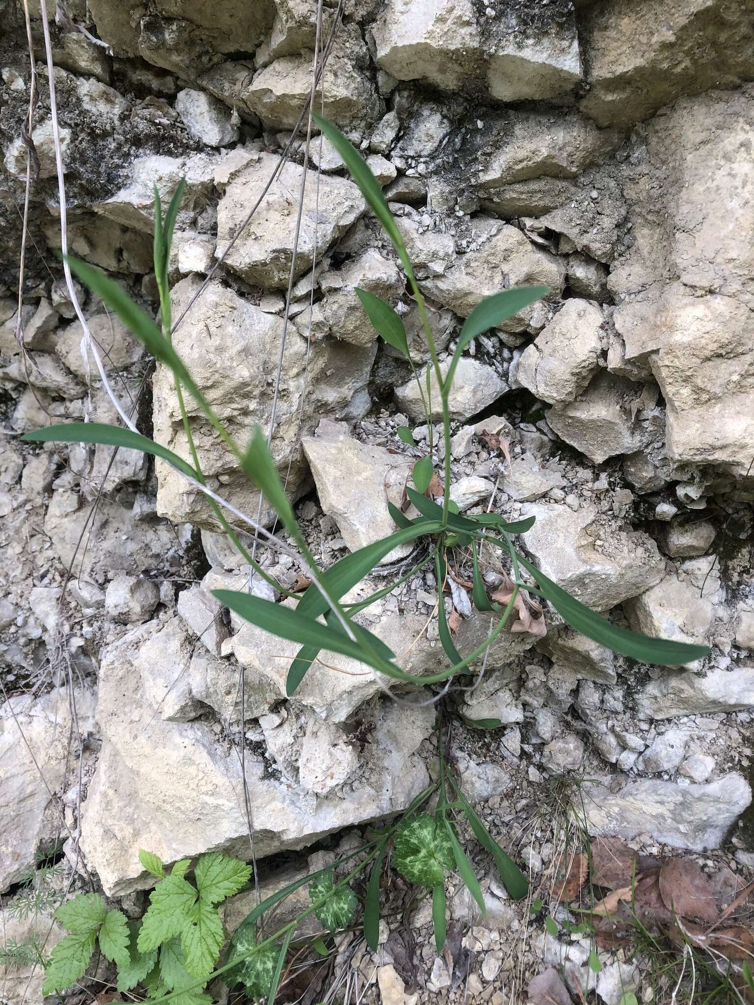 Bupleurum polyphyllum Ledeb. resmi