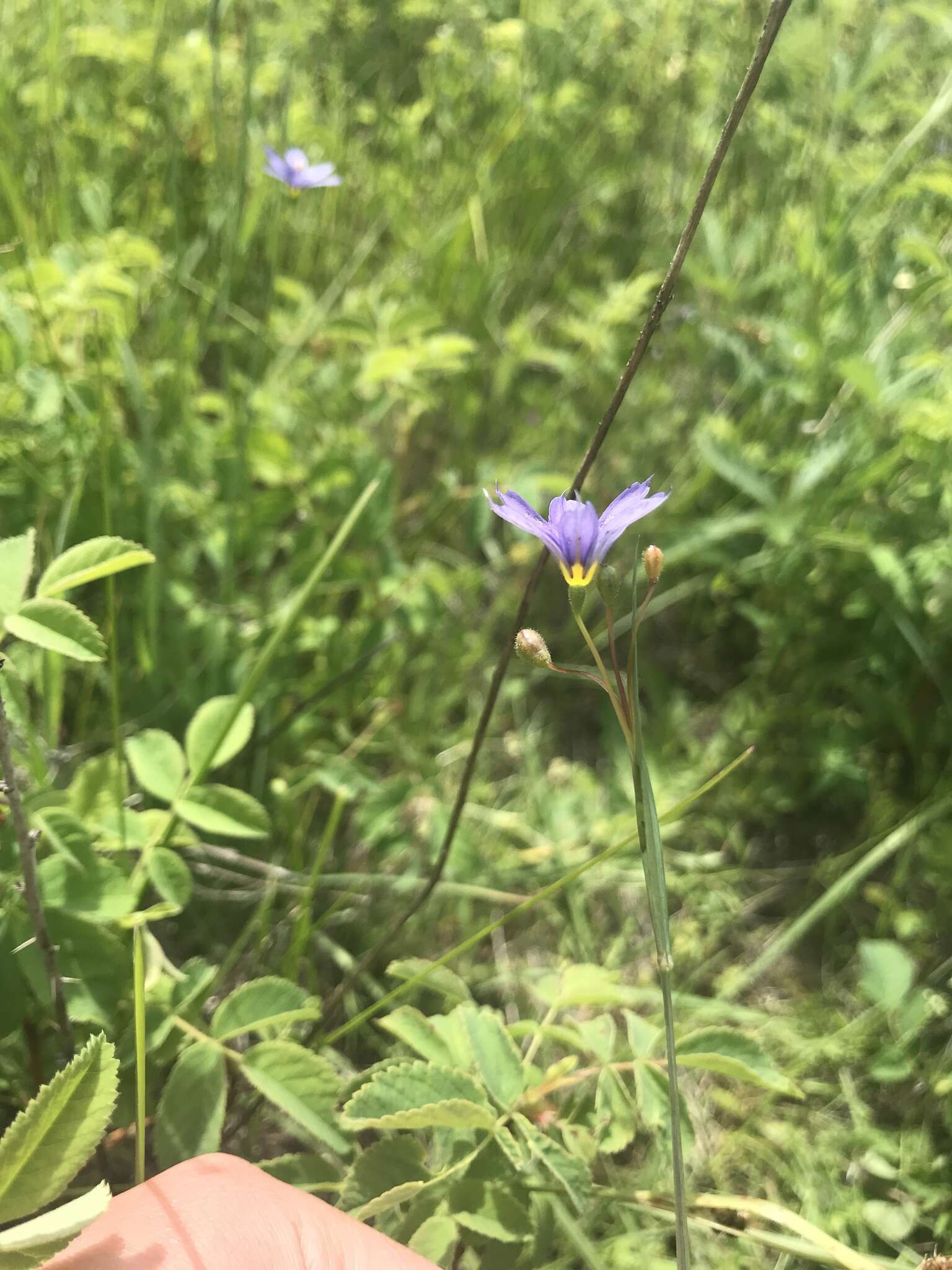 Image of Idaho blue-eyed grass