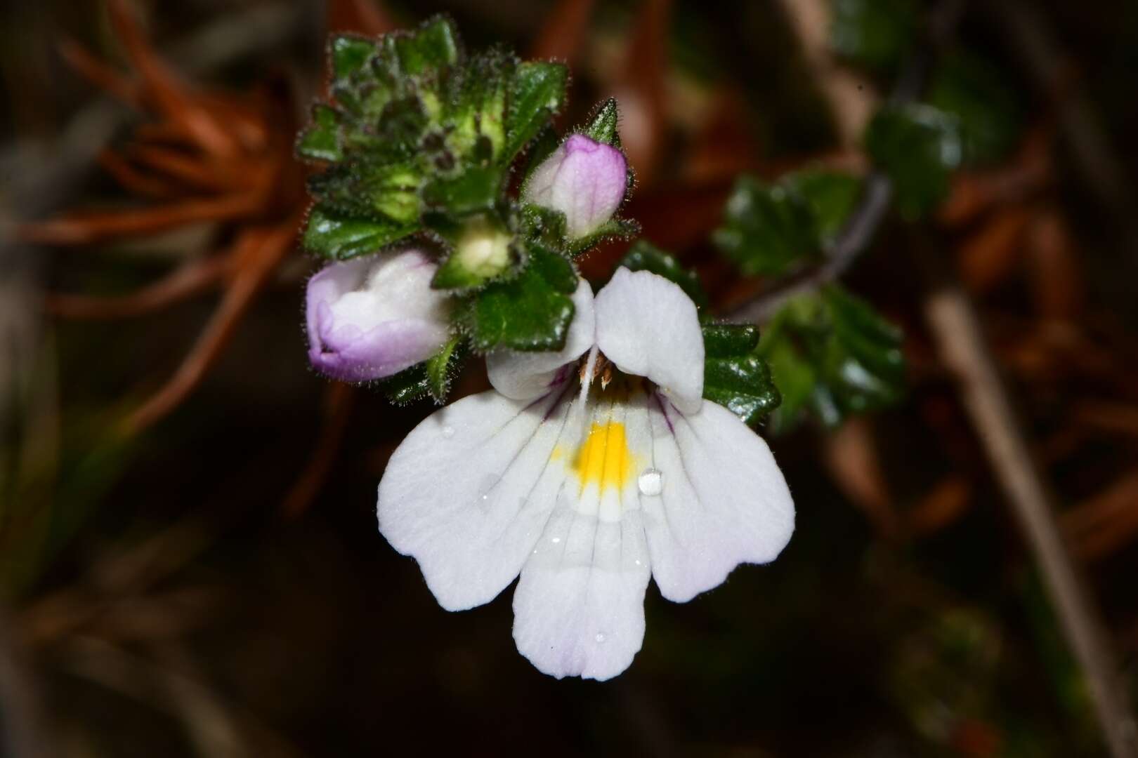 Imagem de Euphrasia amplidens W. R. Barker