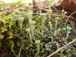 Plancia ëd Cladonia carneola (Fr.) Fr.