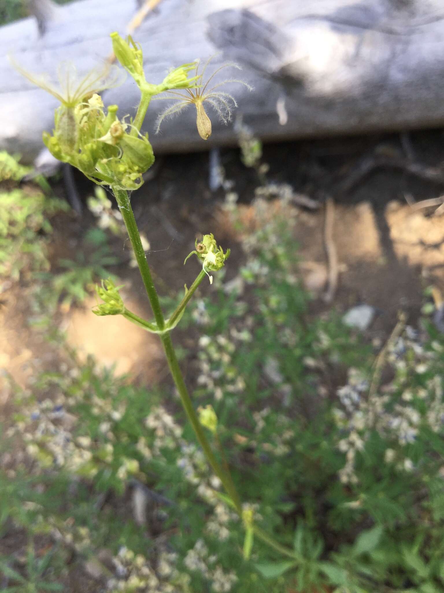 Image of California valerian