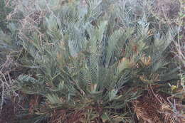 Image of Karoo cycad